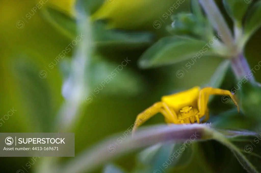 Crab spider lying in wait in the foliage in the Luberon
