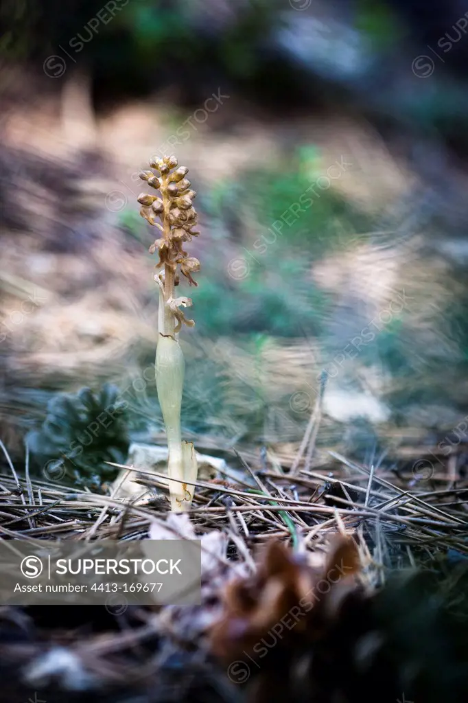 Bird's nest orchid in indergrowth in the Luberon France