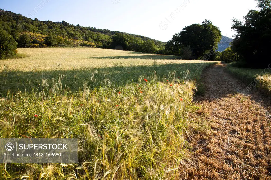 Field of cereals in the Luberon Natural Park France