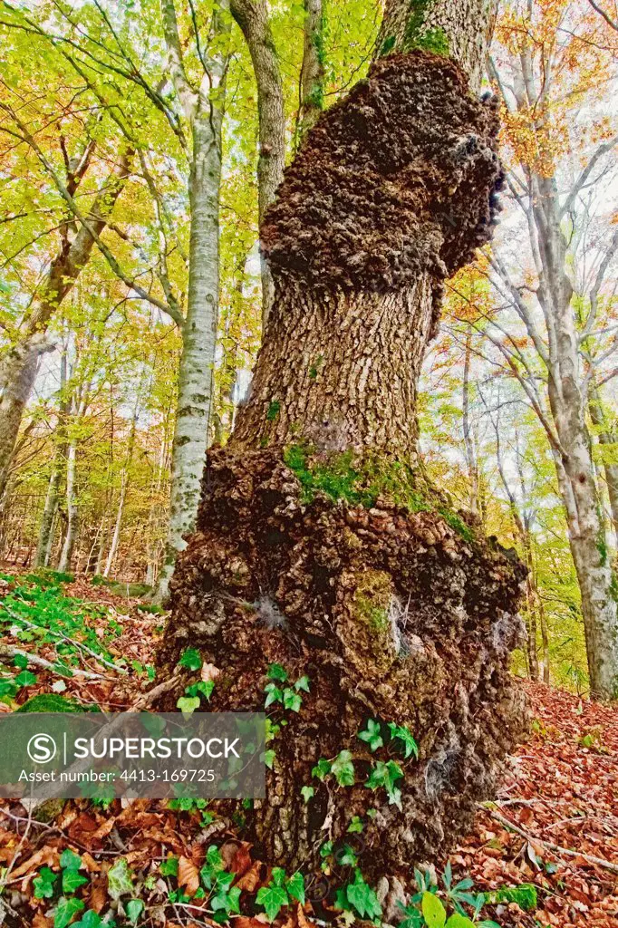 Diseased tree in a beech forest in autumn Catalonia