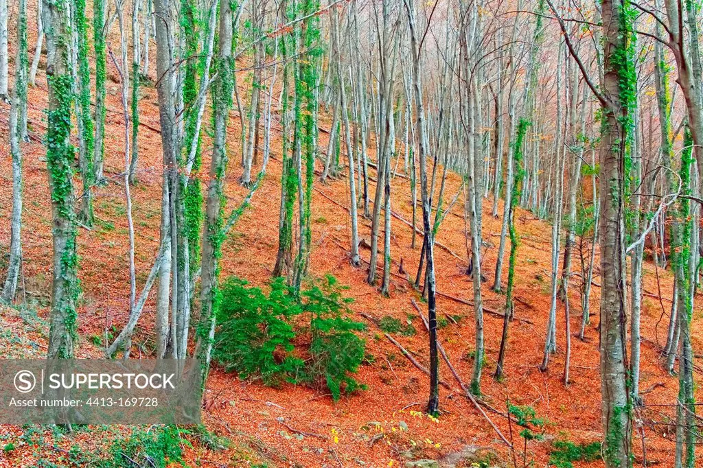 Beech forest and Common box in autumn in Catalonia