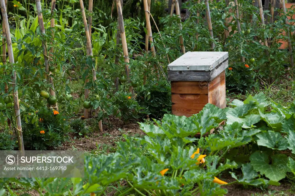 Hive in a kichen garden