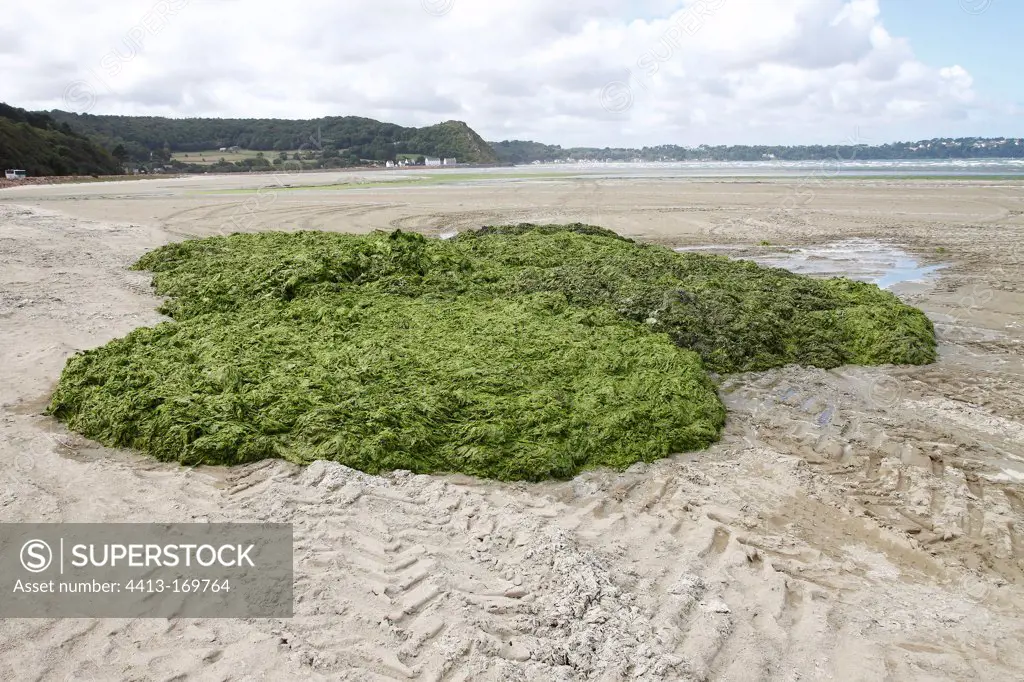 Cleaning Green algae Beach of Saint-Michel-en-Greve France