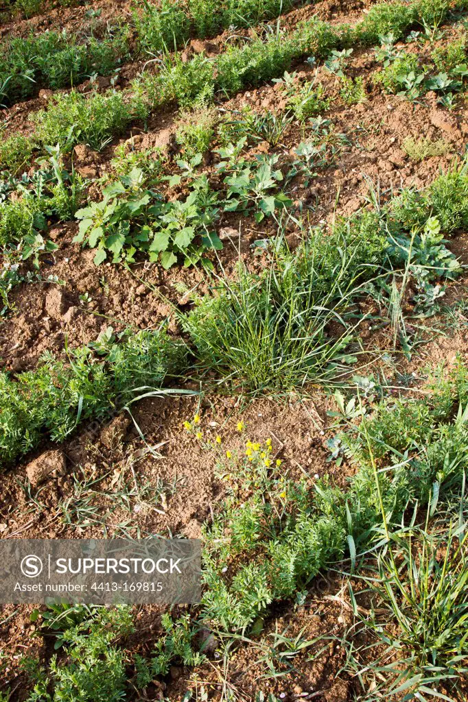 Field of lentils harvested in biological agriculture France