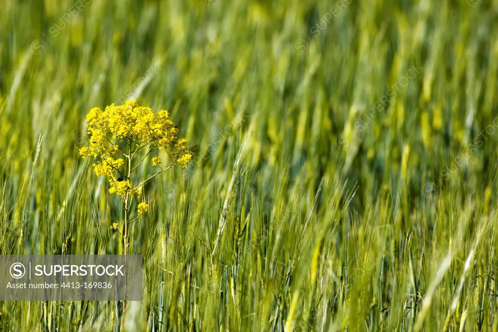 Dyer's woad in a grain field Vaucluse France