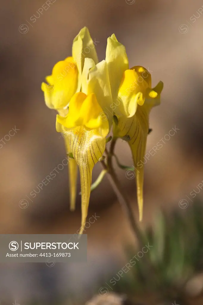 Flowers of prostrate Toadflax France