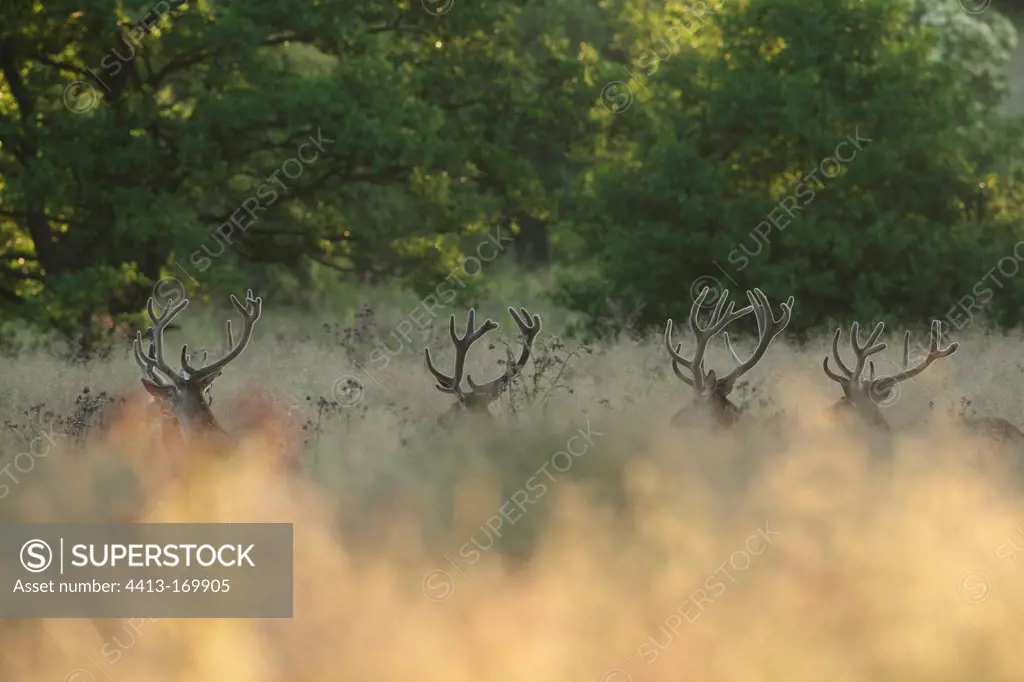 Red deers in velvet at sunrise in the Belgian Ardennes