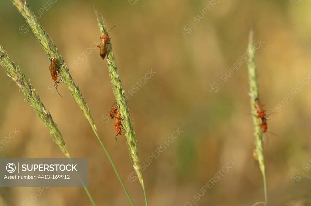 Mating of Soldier beetles on grasses in Lorraine France