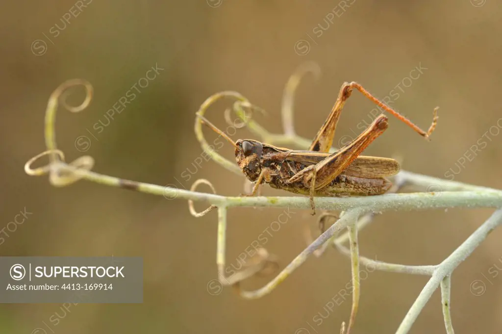 Orange-tipped Grasshopper on a garden pea France