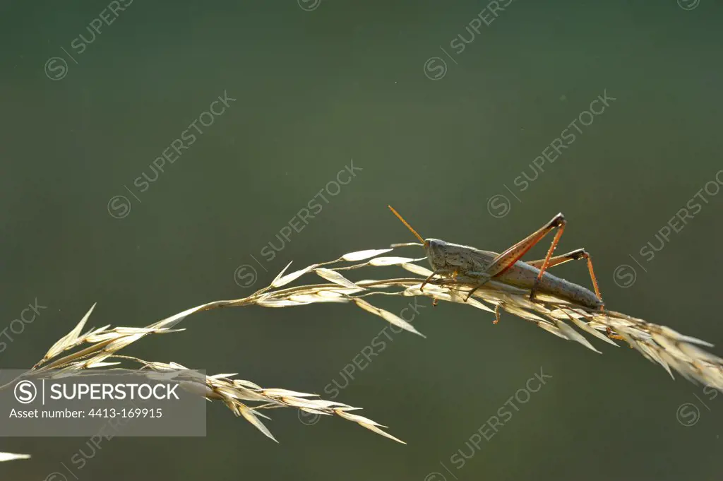Large Golden Grasshopper female on a grass France