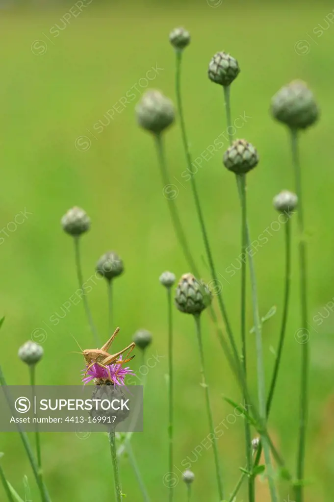 Grasshopper female on a knapweed in Lorraine France