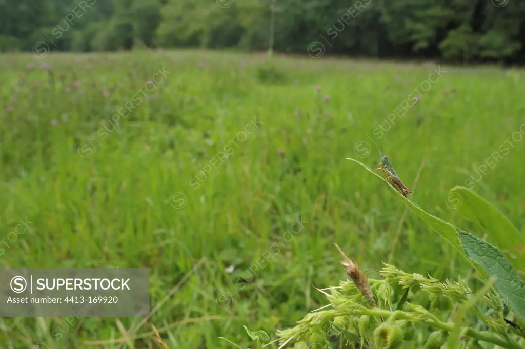 Meadow Grasshopper careful around in a meadow France
