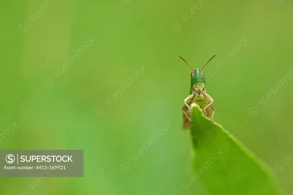 Meadow Grasshopper careful around on a leaf France