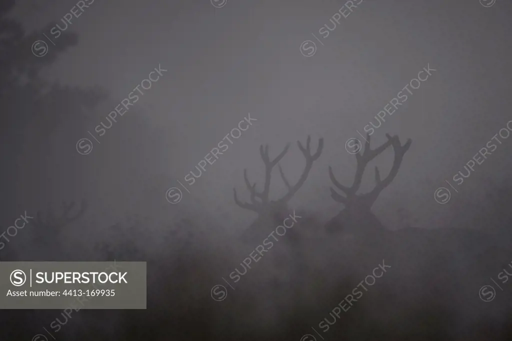 Red deer in velvet in the mist Belgian Ardennes