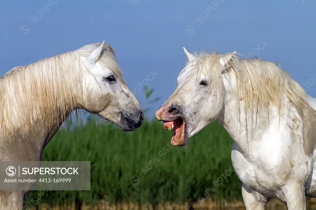 Camargue horses in the Camargue RNP France