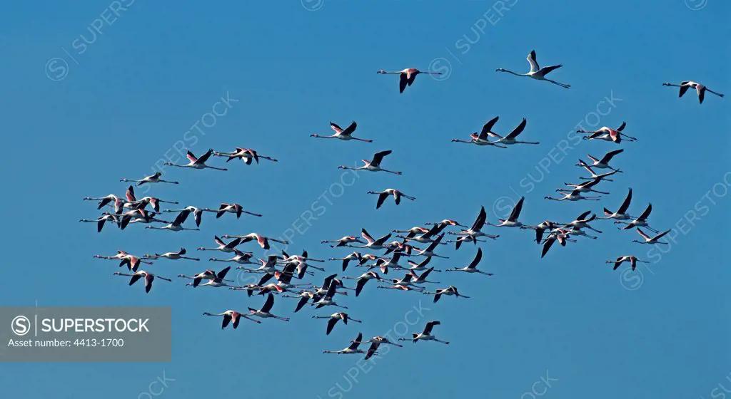 Greater Flamingos in flight Lagoon of Naïla Morocco