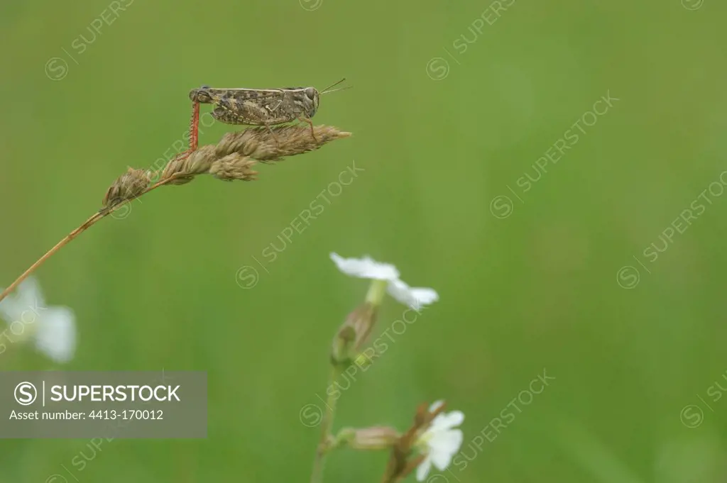 Orange-tipped Grasshopper on an orchadgrass France