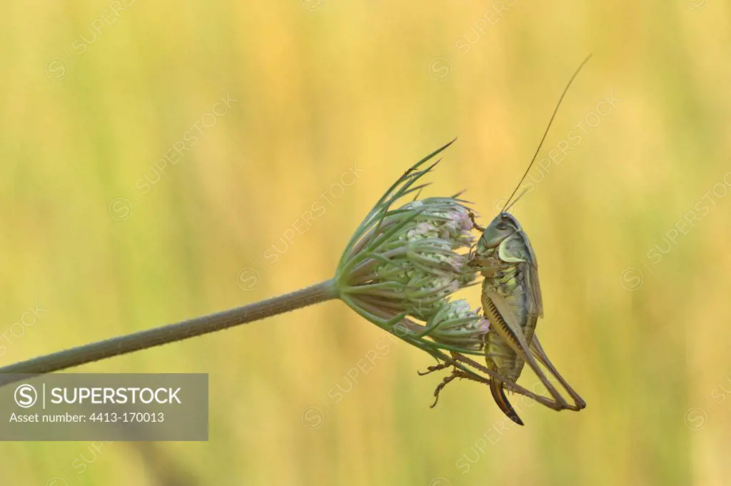 Wart biter cricket on an umbel of a wild carrot France
