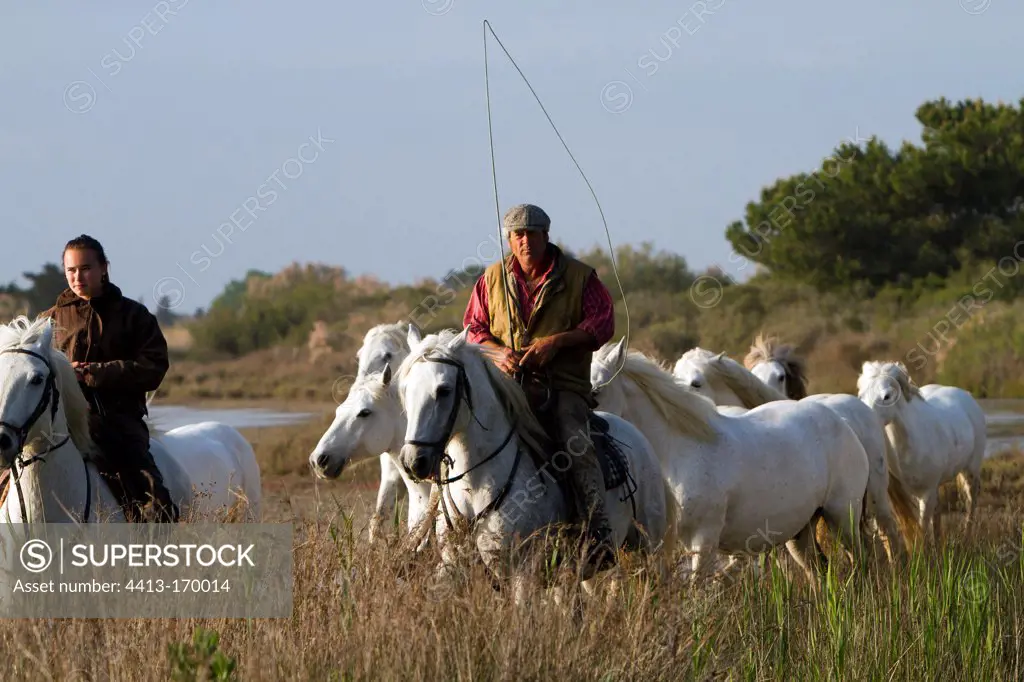 Herdsmen and herd of Camargue horses Camargue RNP