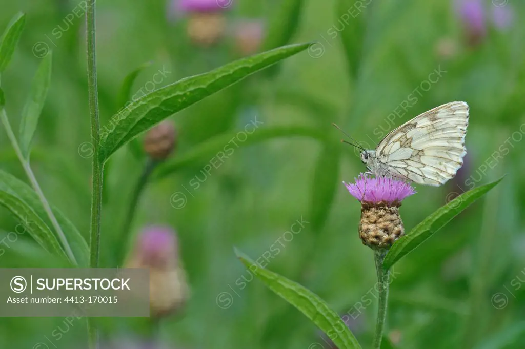 Marbled White posed on a capitulum of a Knapweed France