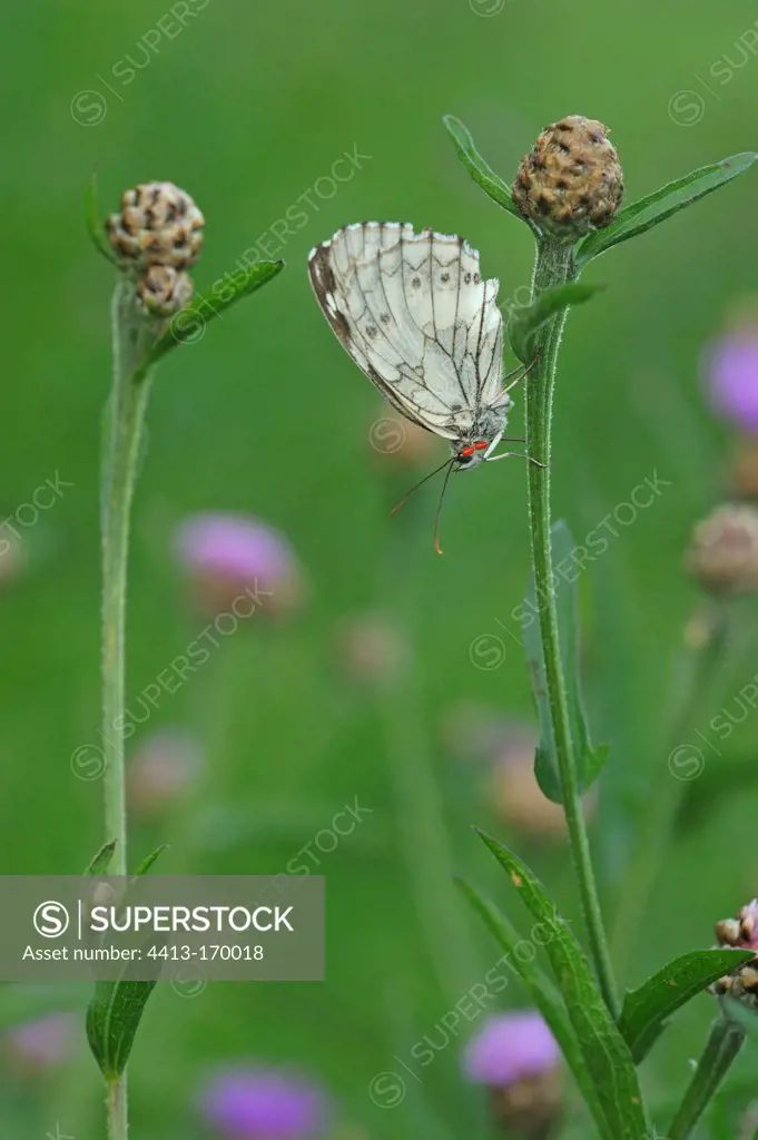 Marbled White on a Knapweed in the Lorraine France