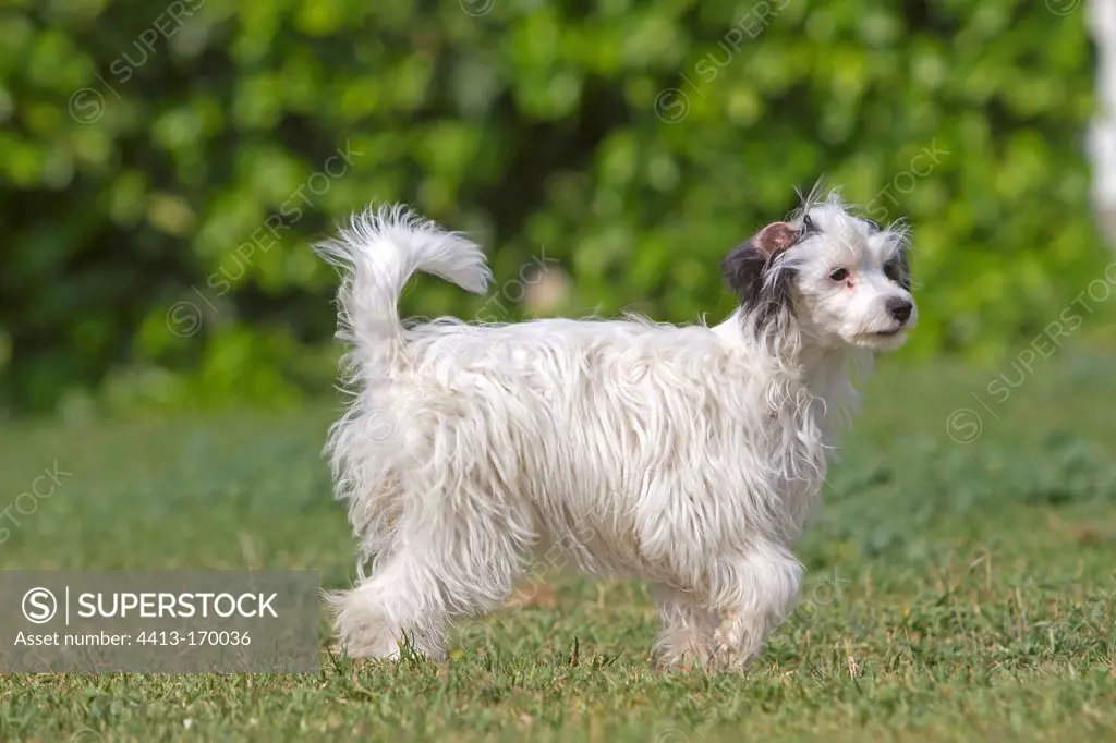 Chinese crested powder-puff Camargue France