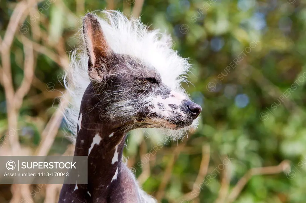 Portrait of a Chinese crested dog France