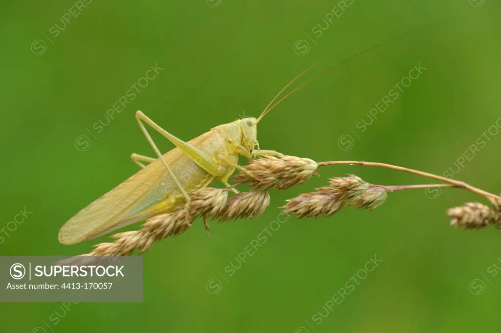 Yellow form of Great Green Grasshopper female France