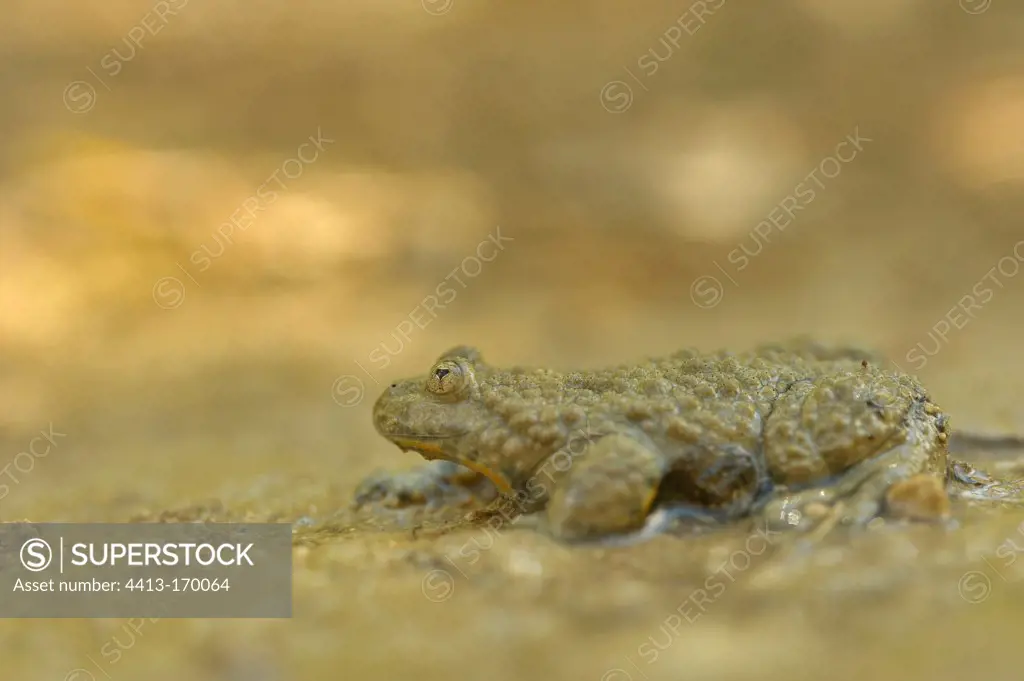 Yellow-bellied toad on the edge of a forest pool France