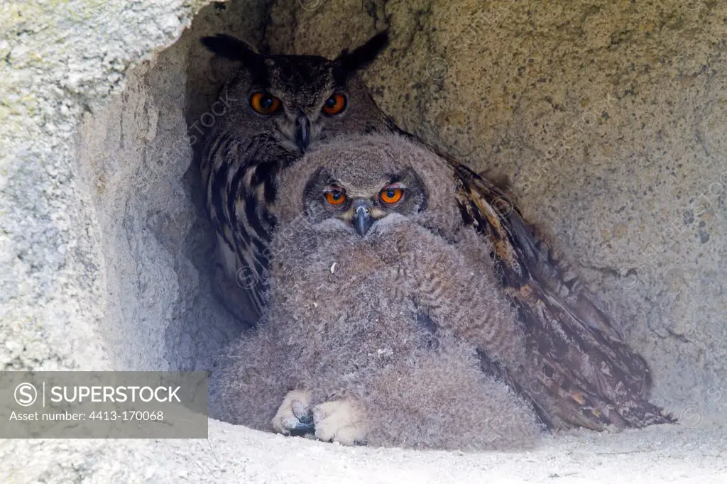 Eurasian Eagle-Owl in the ornithological park of Pont de Gau