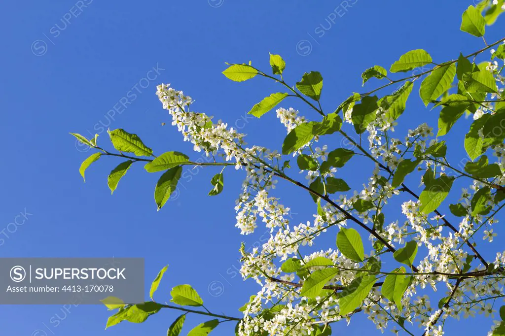 Bird Cherry blooming in Alsace France