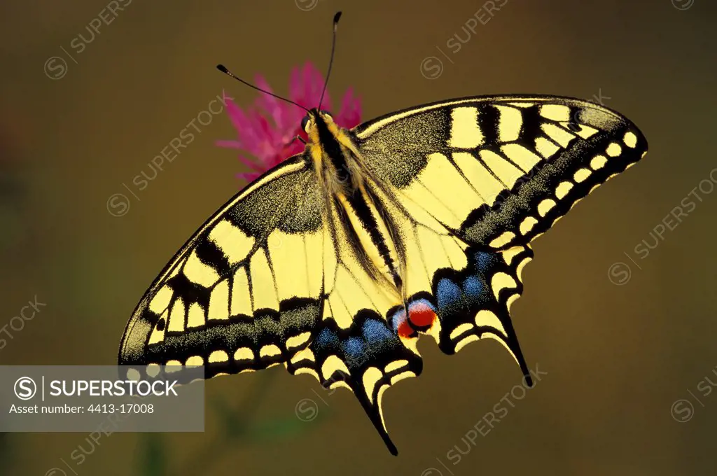 Old world swallowtail gathering nectar on a Knapweed flower