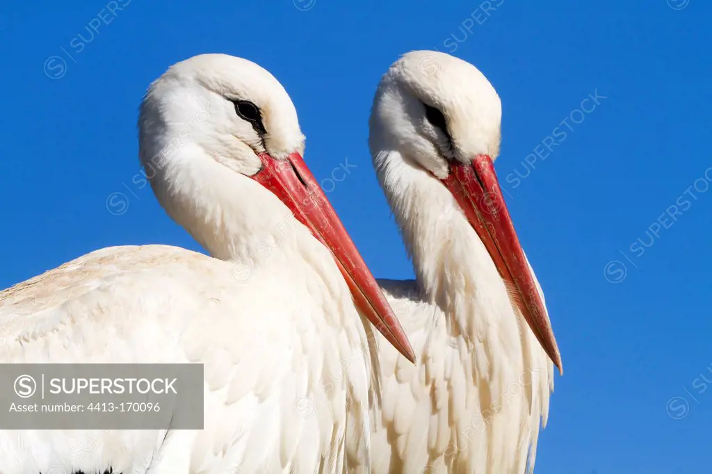 Couple of storks in their nest Hunawihr Alsace region France