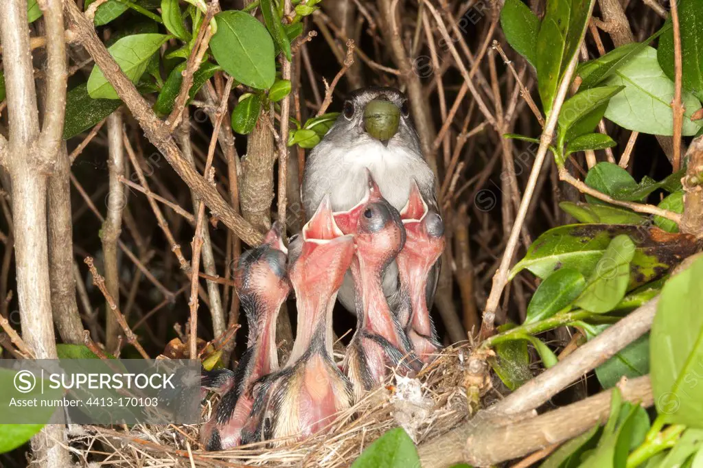 Blackcap feeding its chicks at nest France