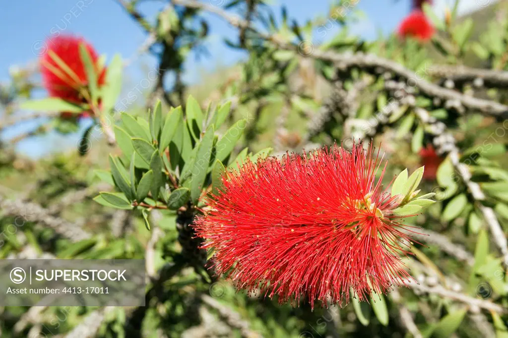 Callistemon in flower Canary Islands