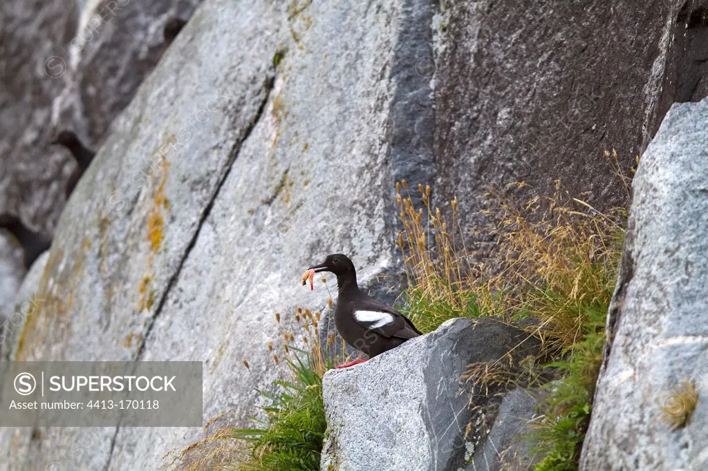 Black Guillemot on rocks in Tracy Arm Alaska
