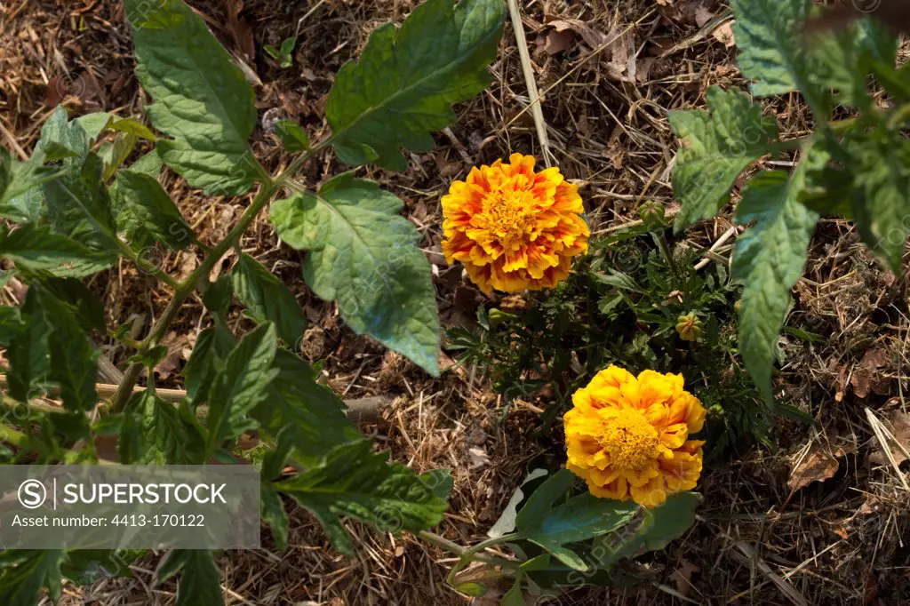 Marigold under mulching in a kitchen garden