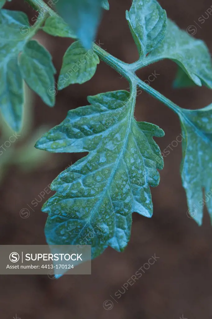Treatment on a tomato seedling with Bordeaux mixture