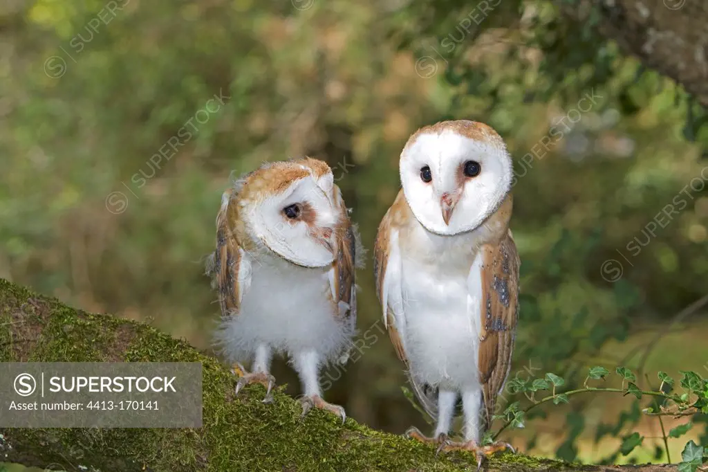 Two Barn Owls on a tree Gramat Lot France