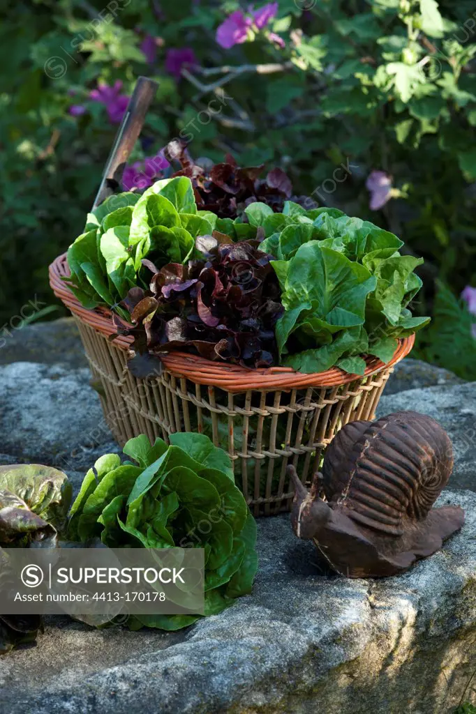 Basket with salads and snail garden sculpture in a garden