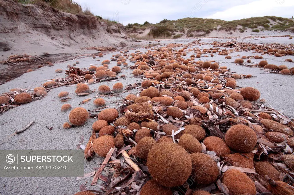 Posidonia balls stranded on a beach Sardinia