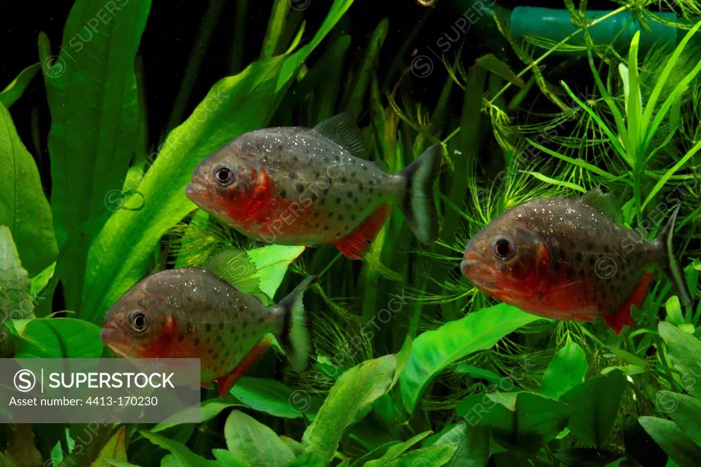 Red Piranhas in the aquarium