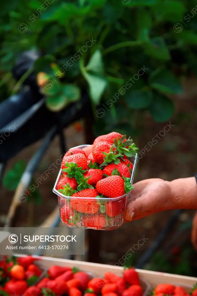 Picking strawberries in a greenhouse Provence France