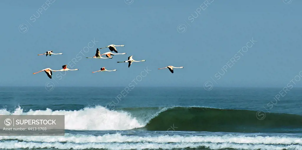 Greater Flamingos in flight Atlantic ocean Morocco