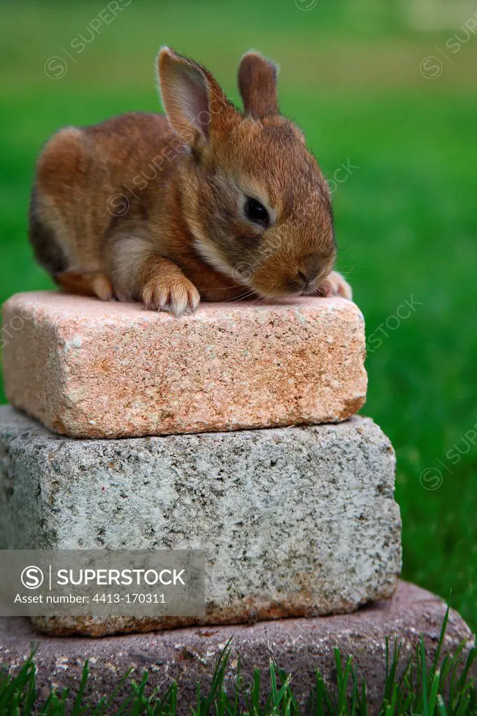 Young Rabbit on a pile of stones Provence France