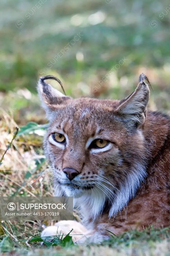 Portrait of a Lynx in Europe