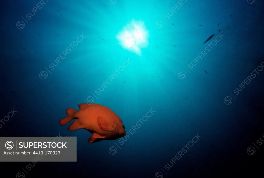 Garibaldi damselfish swimming in a Kelp Forest