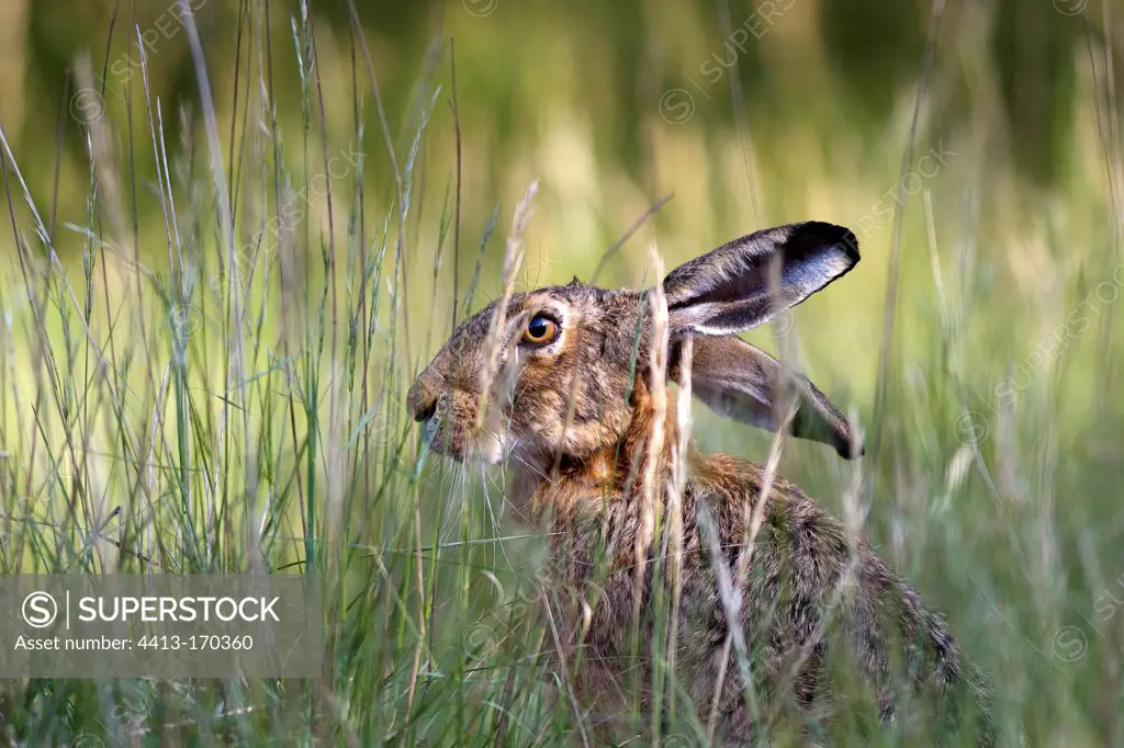 Portrait of a European Hare Lot France