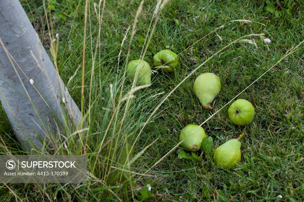 Pears fallen from a pear tree in a garden