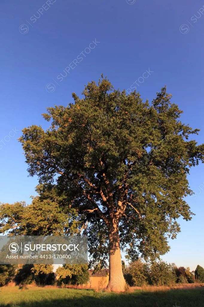 Oak more than 200 years old La Noë France